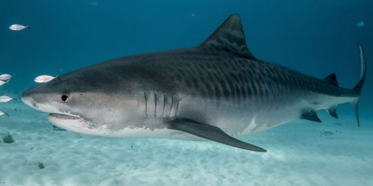 В водах Коста-Рики тигровая акула растерзала американскую туристку и изрядно потрепала инструктора по дайвингу