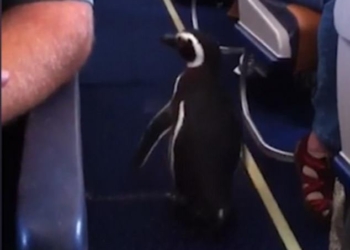 Пингвины не могут летать, если люди не захотят, – этот пингвин стал пассажиром авиалайнера