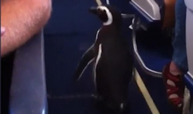 Пингвины не могут летать, если люди не захотят, – этот пингвин стал пассажиром авиалайнера