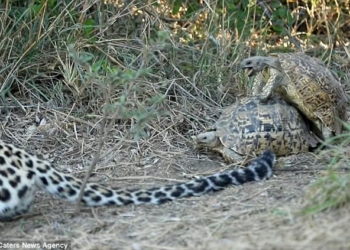 Две любвеобильных черепахи помешали леопарду охотиться