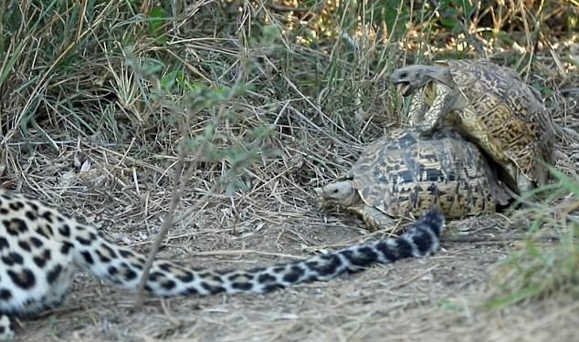 Две любвеобильных черепахи помешали леопарду охотиться