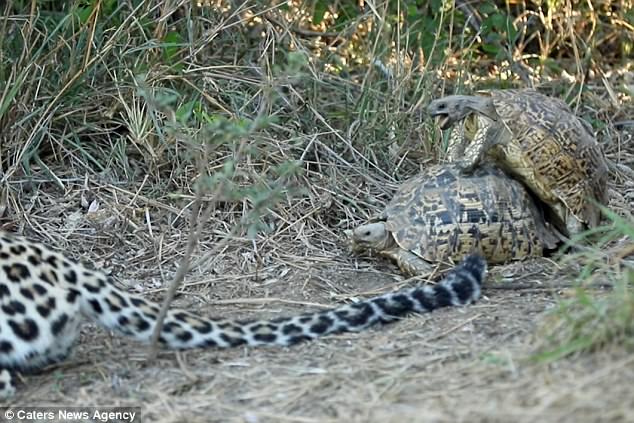 Две любвеобильных черепахи помешали леопарду охотиться 1
