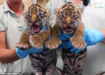 Киса, фрр! В зоопарке Флориды на свет родились два редких суматранских тигренка