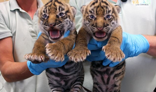 Киса, фрр! В зоопарке Флориды на свет родились два редких суматранских тигренка