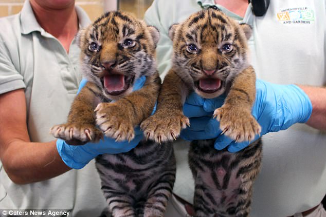 Киса, фрр! В зоопарке Флориды на свет родились два редких суматранских тигренка 1