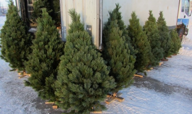 Лесагентство разработало и предлагает программу для Android – она поможет проверить легальность продаваемых елок