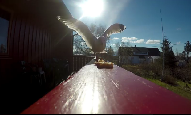 В Норвегии чайка украла камеру GoPro и сняла свой полет