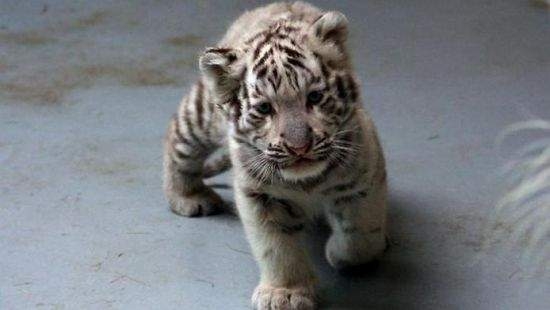 Внезапность города берет. Крохотный тигренок напугал огромного тигра