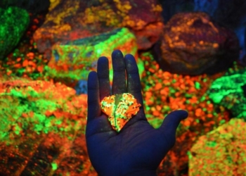 Кочан капусты вместо настольной лампы – ученые заставили растения светиться