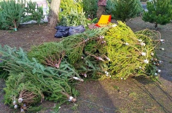 В Николаеве полицейские изъяли у торговцев 51 «незаконную» елку