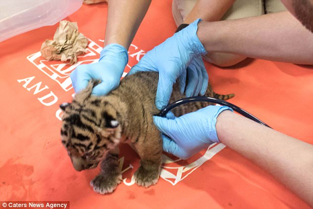 Киса, фрр! В зоопарке Флориды на свет родились два редких суматранских тигренка 3