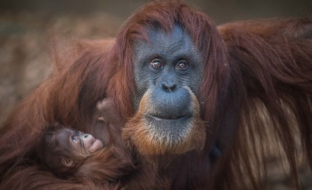 Нежность: Честерский зоопарк показал новорожденного суматранского орангутанга