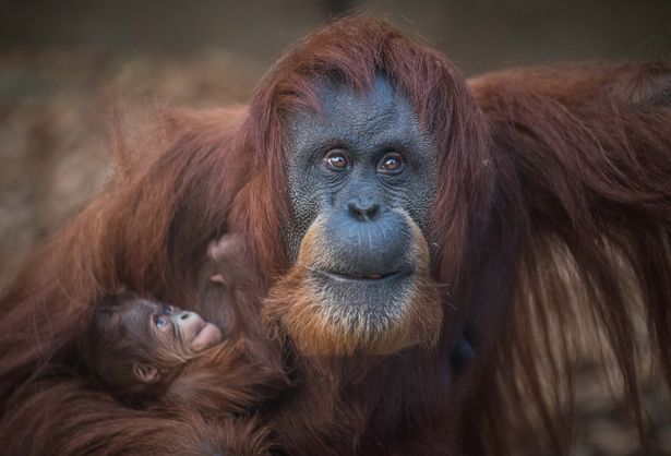 Нежность: Честерский зоопарк показал новорожденного суматранского орангутанга 5