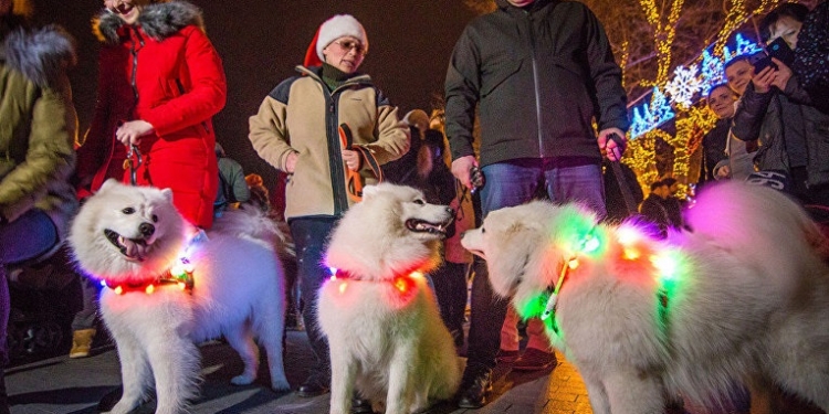В Одессе прошел светящийся парад собак самоедов