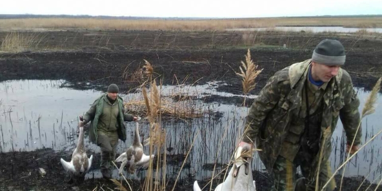“Элитные алкаши” под Киевом расстреляли белых лебедей
