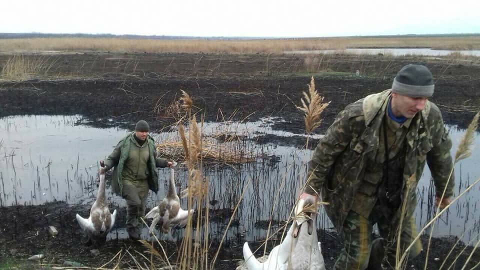 "Элитные алкаши" под Киевом расстреляли белых лебедей 5