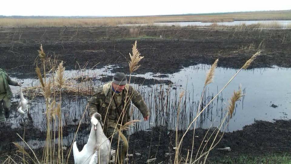 "Элитные алкаши" под Киевом расстреляли белых лебедей 3
