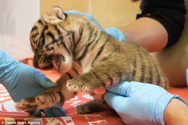 Киса, фрр! В зоопарке Флориды на свет родились два редких суматранских тигренка 5