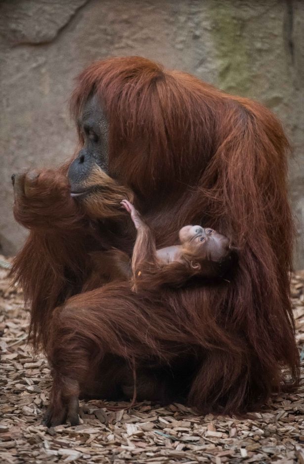 Нежность: Честерский зоопарк показал новорожденного суматранского орангутанга 7