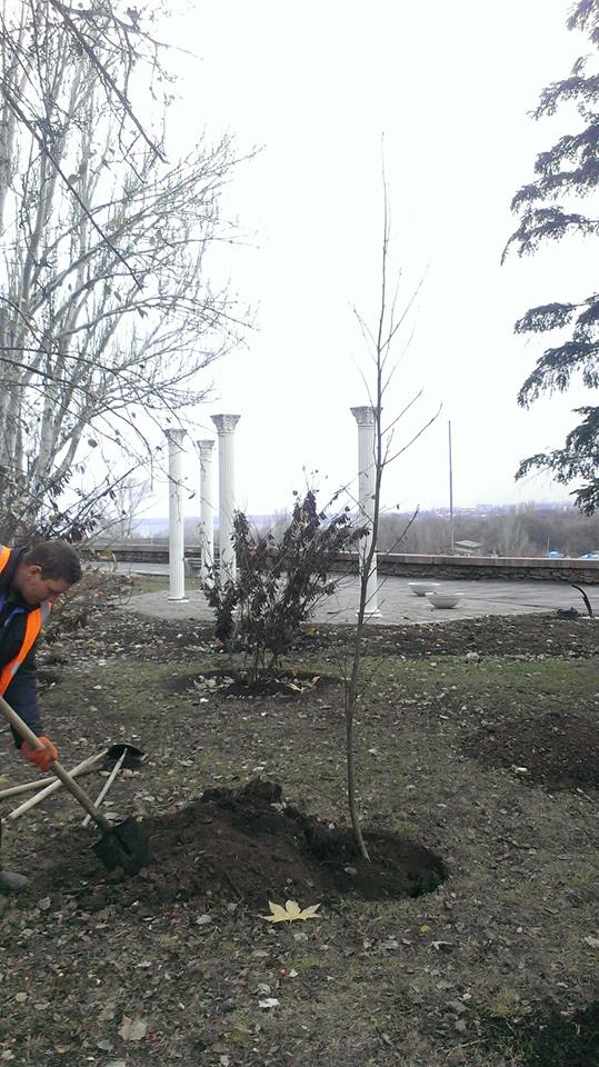 В Николаеве начали высаживать деревья - с такой «декабрьской» погодой можно 8