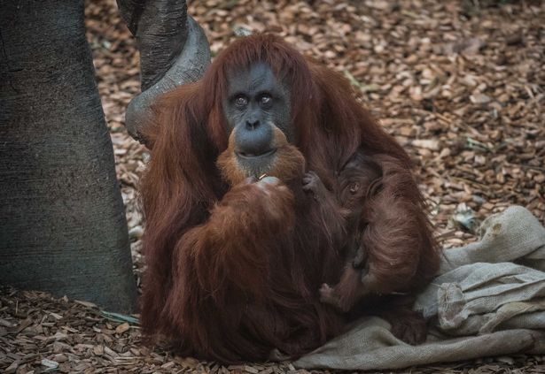Нежность: Честерский зоопарк показал новорожденного суматранского орангутанга 9