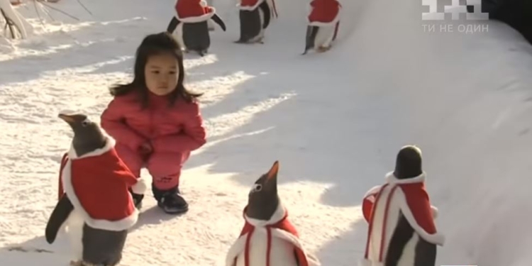 Им тепло, всем весело. Китайцы переодели пингвинов в Санта-Клаусов