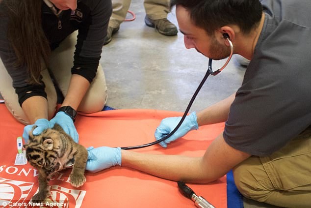 Киса, фрр! В зоопарке Флориды на свет родились два редких суматранских тигренка 9
