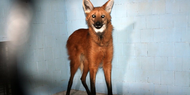 Просто красавчик: в Николаевском зоопарке – новый питомец