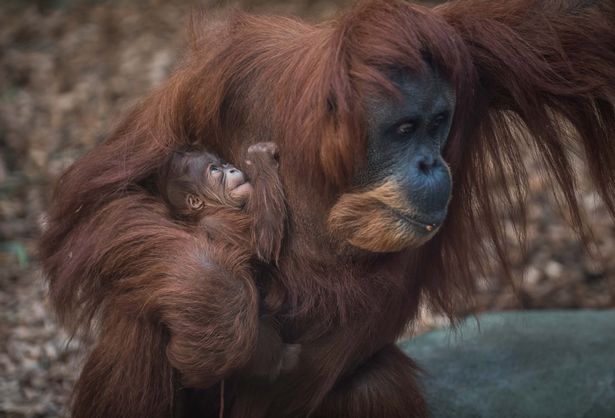 Нежность: Честерский зоопарк показал новорожденного суматранского орангутанга 1