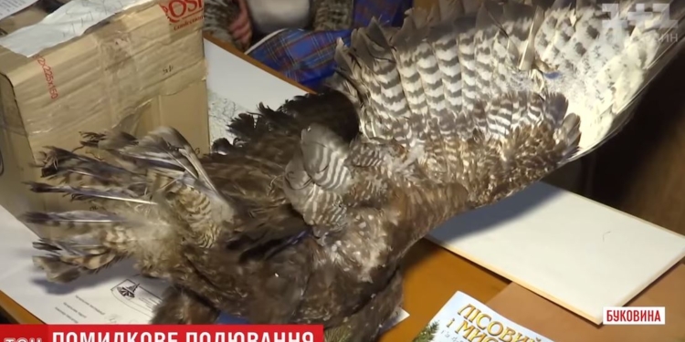 На Буковине браконьеры обстреляли машину односельчанки. Полиция провела обыск в их домах и очень удивились