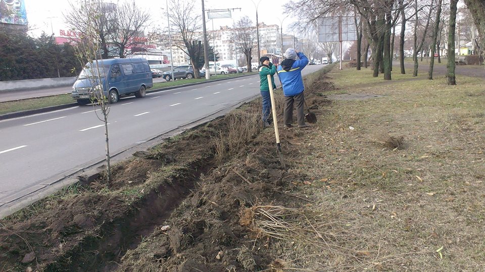 В Николаеве начали высаживать деревья - с такой «декабрьской» погодой можно 12