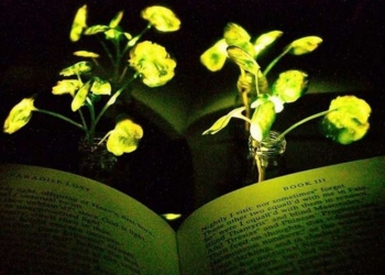 Американские ученые скрестили растения и светлячков, получив светящиеся “гибриды”