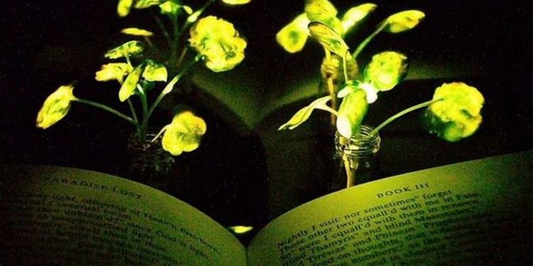 Американские ученые скрестили растения и светлячков, получив светящиеся “гибриды”