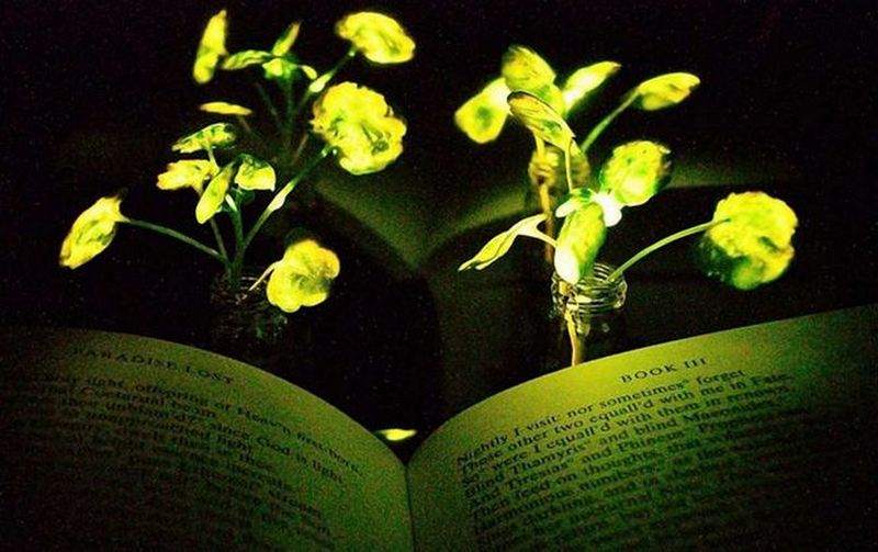 Американские ученые скрестили растения и светлячков, получив светящиеся "гибриды" 1