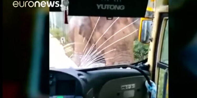 В долине Диких Слонов манерам не обучены. В Китае слон напал на туристический автобус