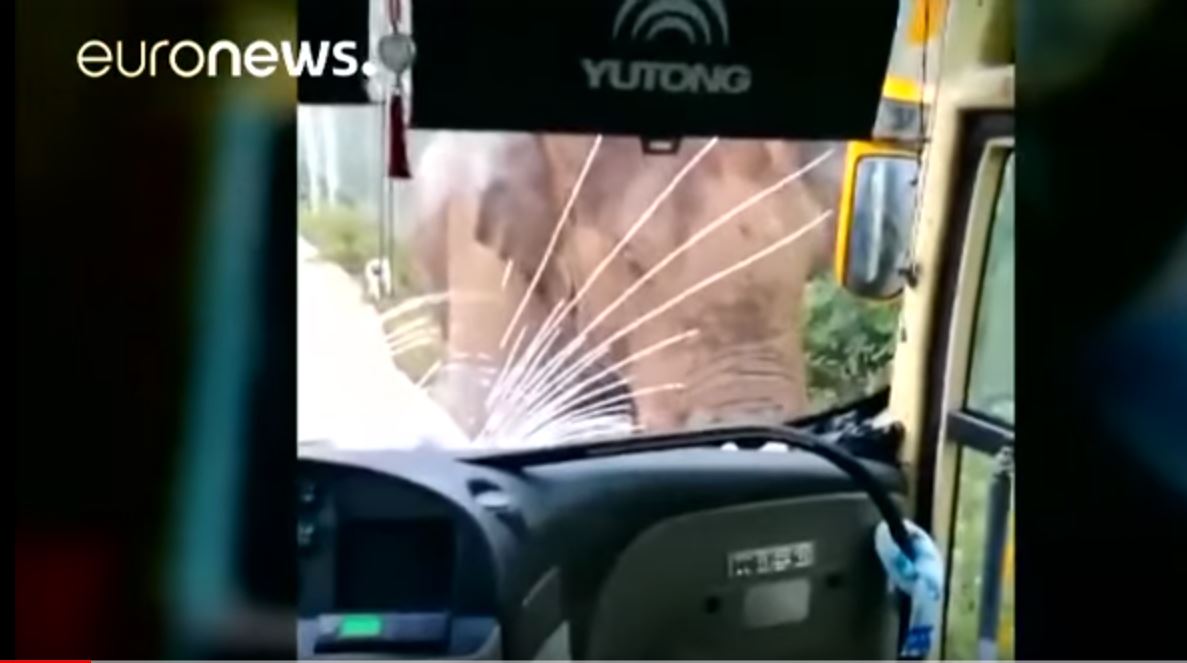 В долине Диких Слонов манерам не обучены. В Китае слон напал на туристический автобус