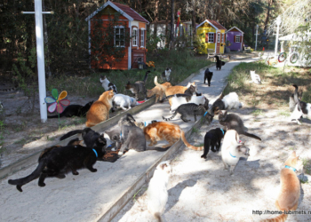 В Турции для кошек построят специальную деревню