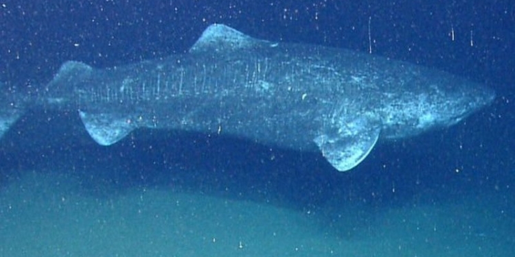 В Атлантическом океане поймали акулу, возраст которой может превышать 500 лет