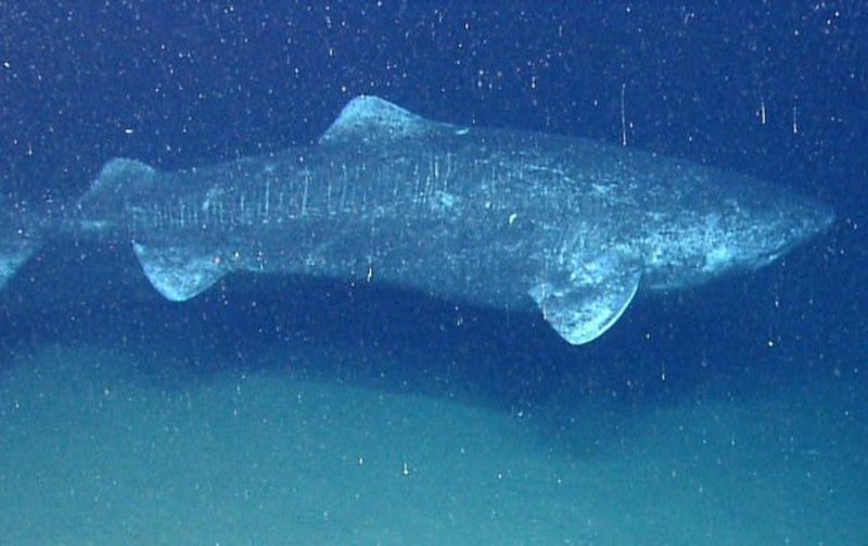 В Атлантическом океане поймали акулу, возраст которой может превышать 500 лет 1