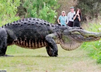 “Мистер Горбун”- знаменитый аллигатор-гигант Флориды показал себя во всей красе
