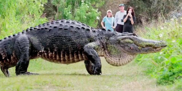 “Мистер Горбун”- знаменитый аллигатор-гигант Флориды показал себя во всей красе