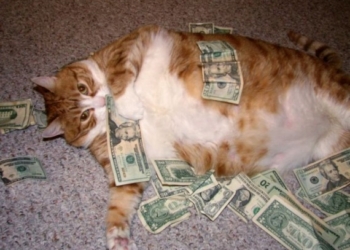 Опасные преступники: 4 животных, которых арестовали