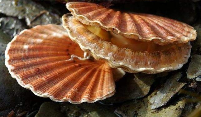 С кого “списали” телескоп «Хаббл». Знакомьтесь: морские существа с 200 глазами