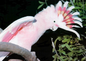 Когда любишь, не нужны игрушки. Достаточно видеть любимого – в зеркале.  Видео с какаду покорило сеть