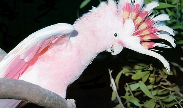 Когда любишь, не нужны игрушки. Достаточно видеть любимого – в зеркале.  Видео с какаду покорило сеть