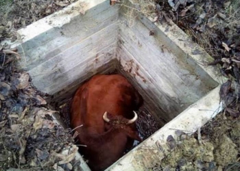 На Николаевщине упавшую колодец корову вытаскивали с помощью экскаватора