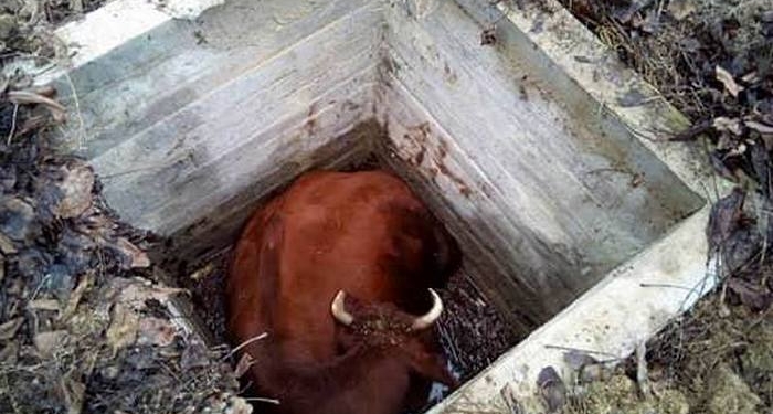 На Николаевщине упавшую колодец корову вытаскивали с помощью экскаватора