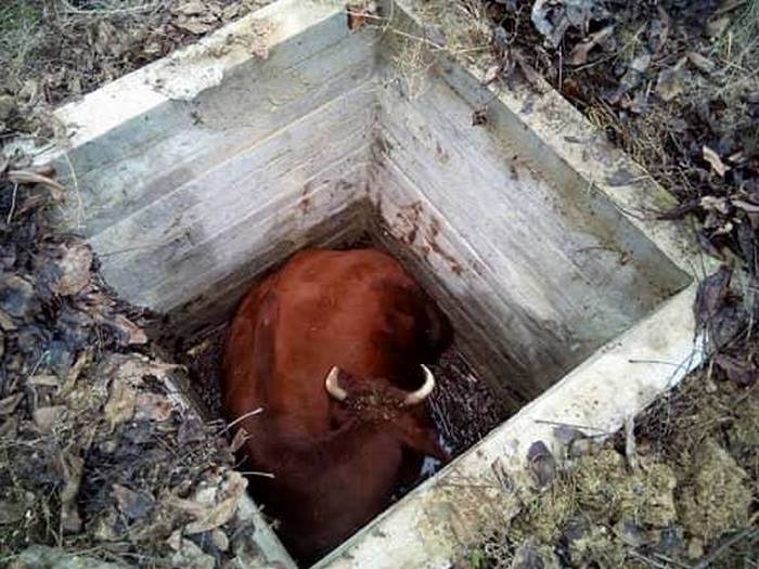 На Николаевщине упавшую колодец корову вытаскивали с помощью экскаватора 5