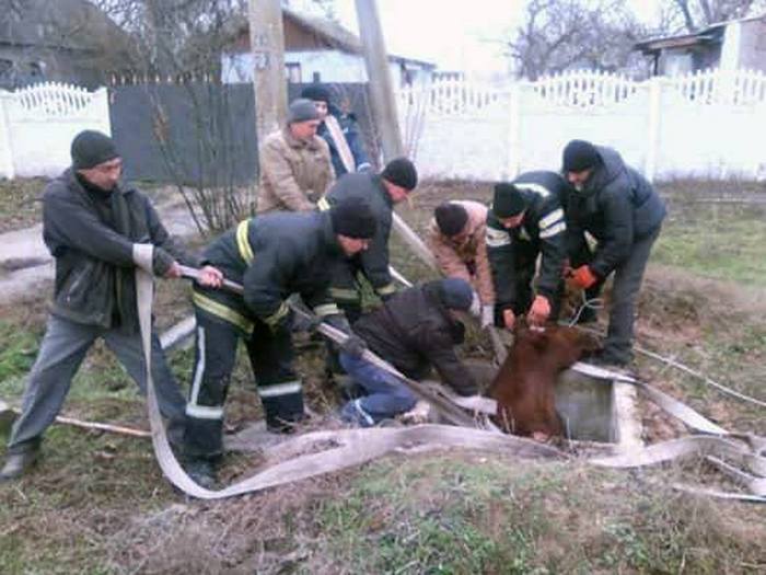 На Николаевщине упавшую колодец корову вытаскивали с помощью экскаватора 1