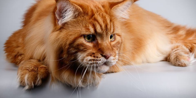 Самого большого украинского кота взвесили…И внесли в Книгу рекордов